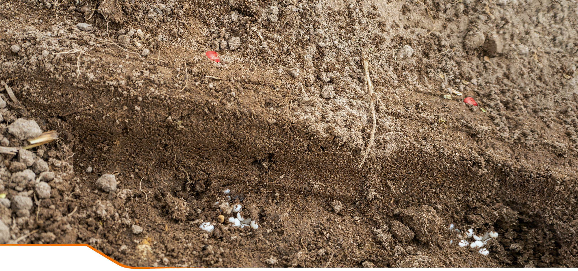 Portioned fertiliser placement under the maize seed Portionierte Düngerabgabe unterhalb des Maiskorns