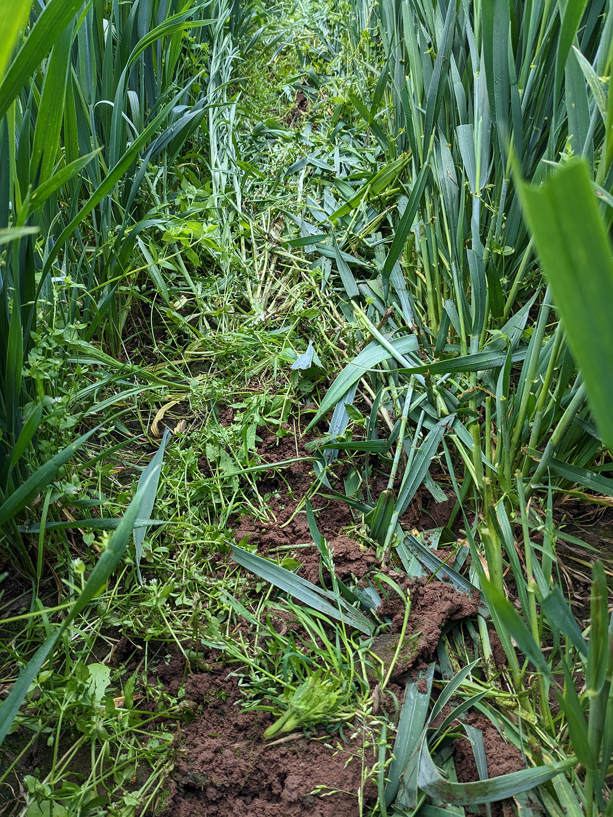 Abb: Arbeitsbild der Messerwalze nach-messerwalzeneinsatz