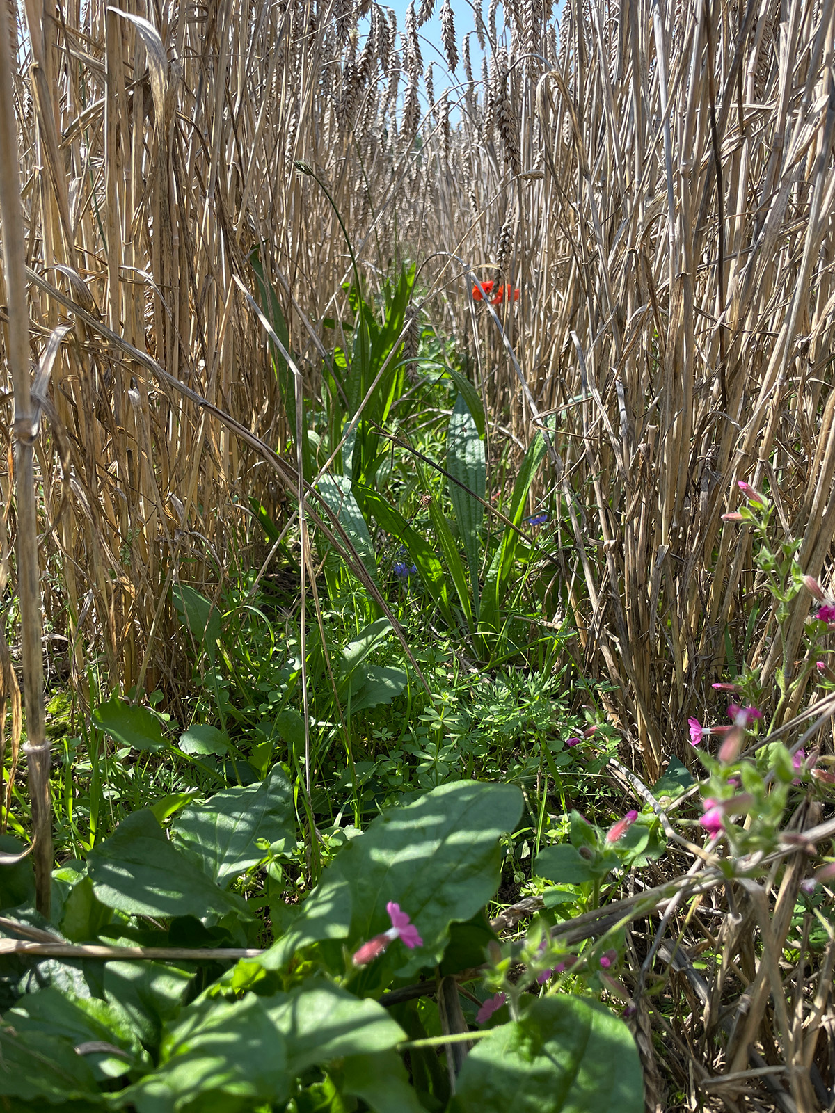 Abb: Erneute Begrünung vor der Ernte Biodiversitaet-zur-Ernte