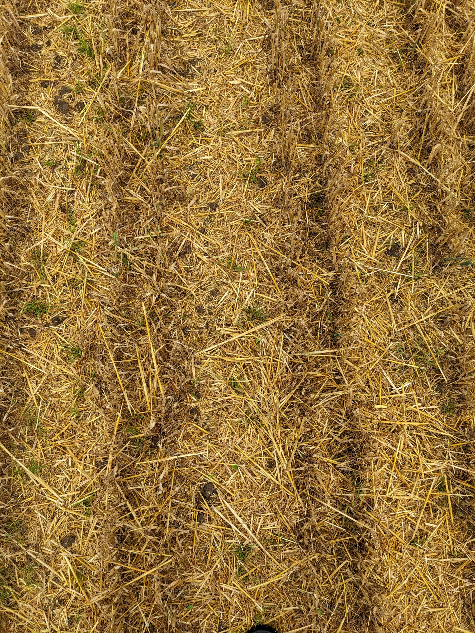 Haferstoppel mit 50 cm Doppelreihe mit Flächenspritzung (Variante D) am 28. August 2022 PXL_20220729_131643680