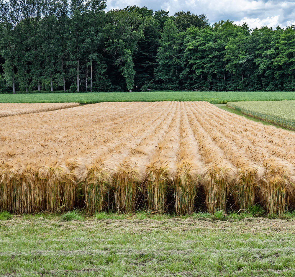 Wintergerste in Doppelreihen auf 50cm am 6. Juli 2021 CRF_Personen_Wambergen_Versuch_d0_kw_P7065683