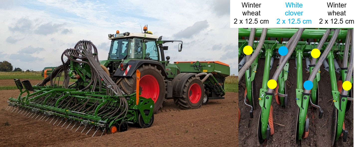 Parallel sowing of winter wheat and companion plants (© AMAZONE: sorten.jpg) Parallele-Aussaat-von-Winterweizen-und-Begleitpflanzen