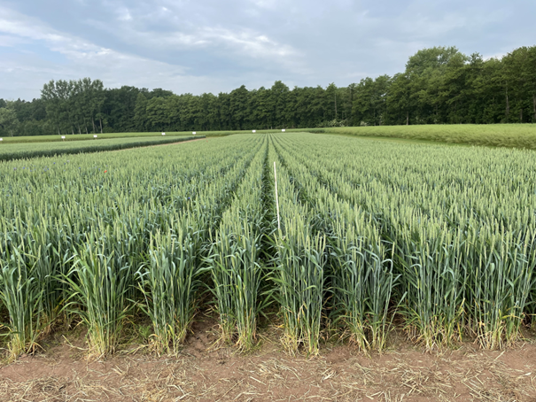 Fig.: Excellent crop development on 8th June 2023 Sauberer-Bestand-zur-Kornfuellung