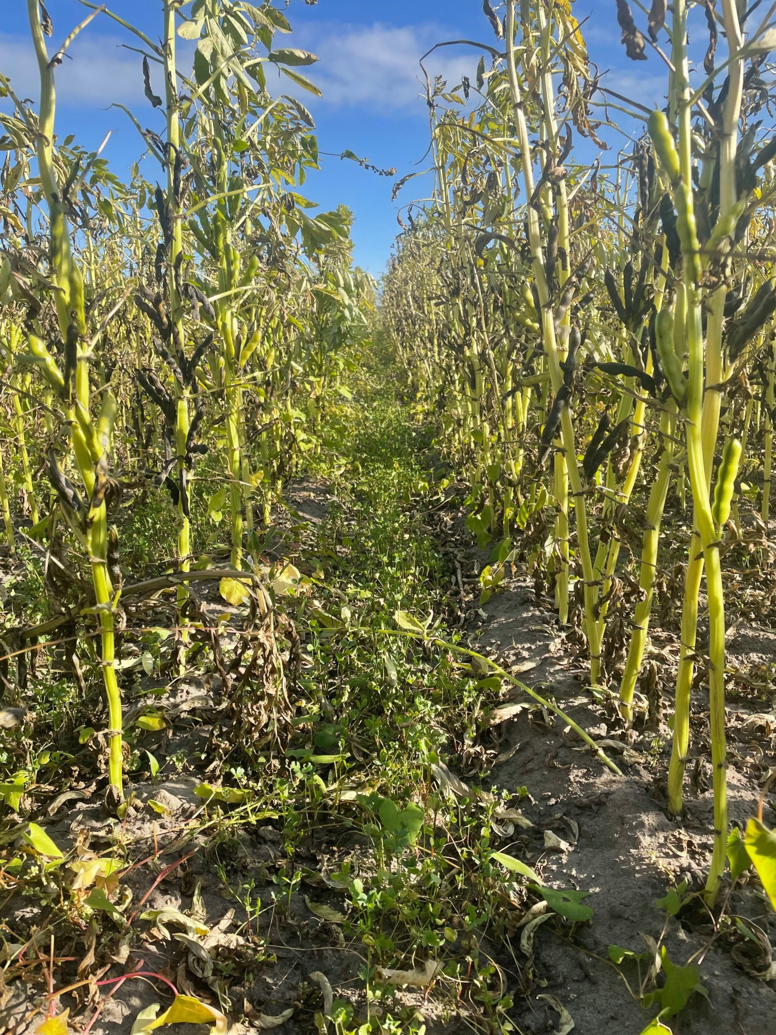 Field bean shortly before harvest with undersown clover in drought stress (20.07.22) Ackerbohne-in-der-Abreife-1536x2048