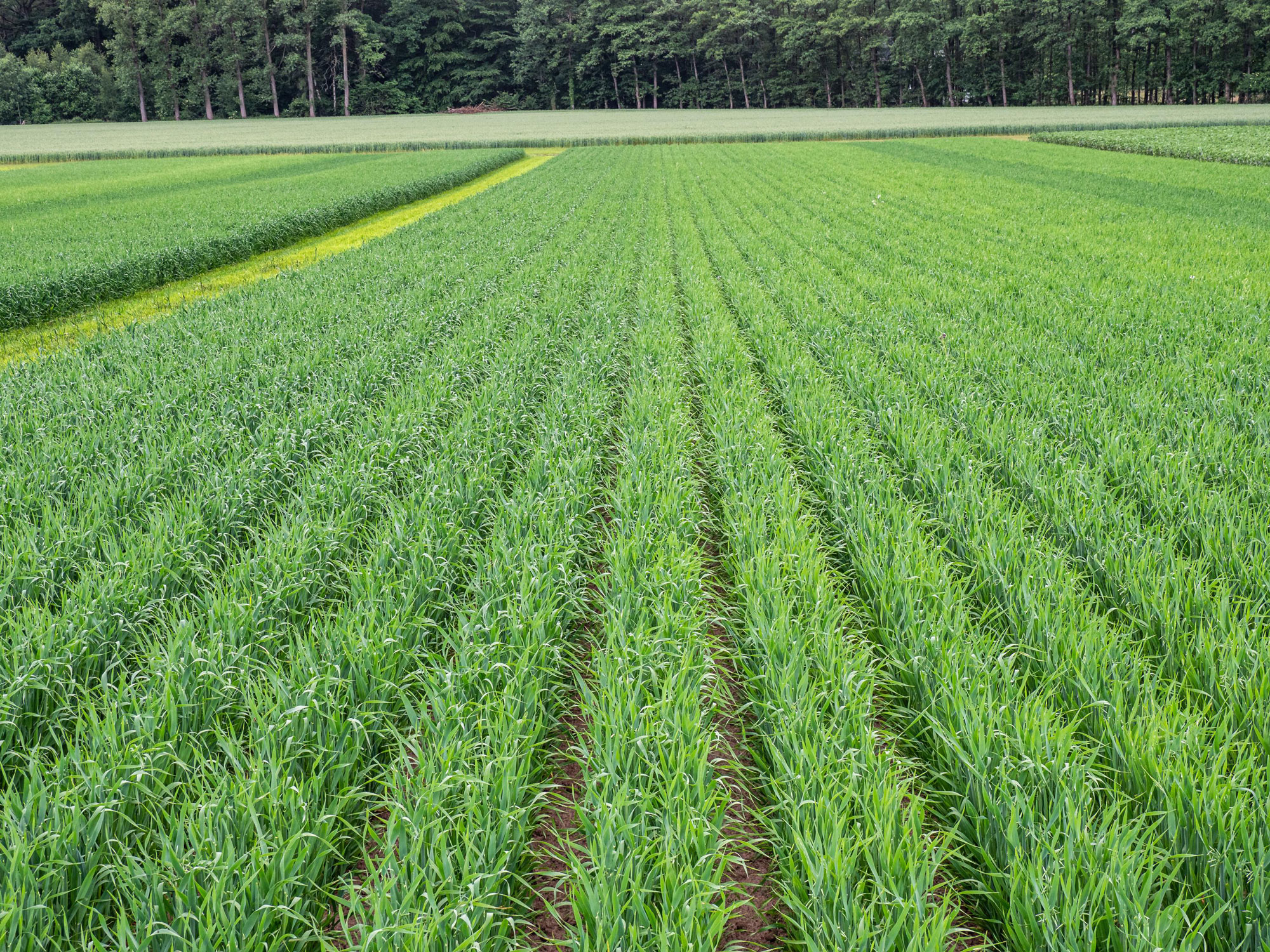 Oats in “CRF-reduced” (C) on 31st May 2022 CRF_Wambergen_2C-CRF-Reduziert_d0_kw_P5312157