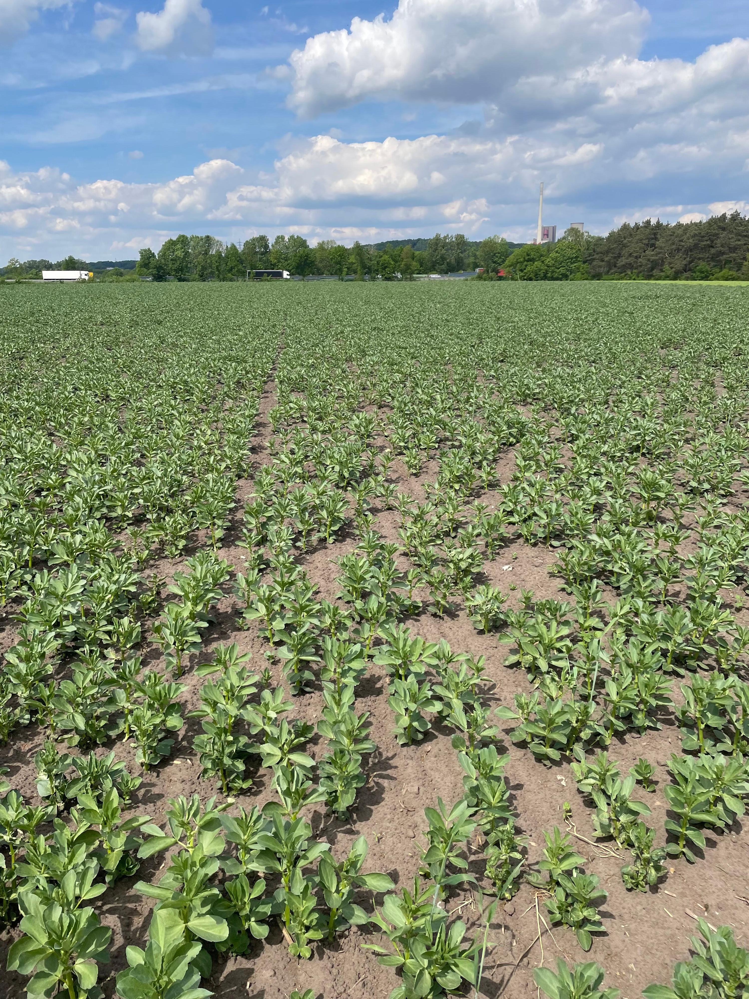 Field bean in the variant Standard 12.5 cm (BBCH 28 on 12.05.2022) 125cm row