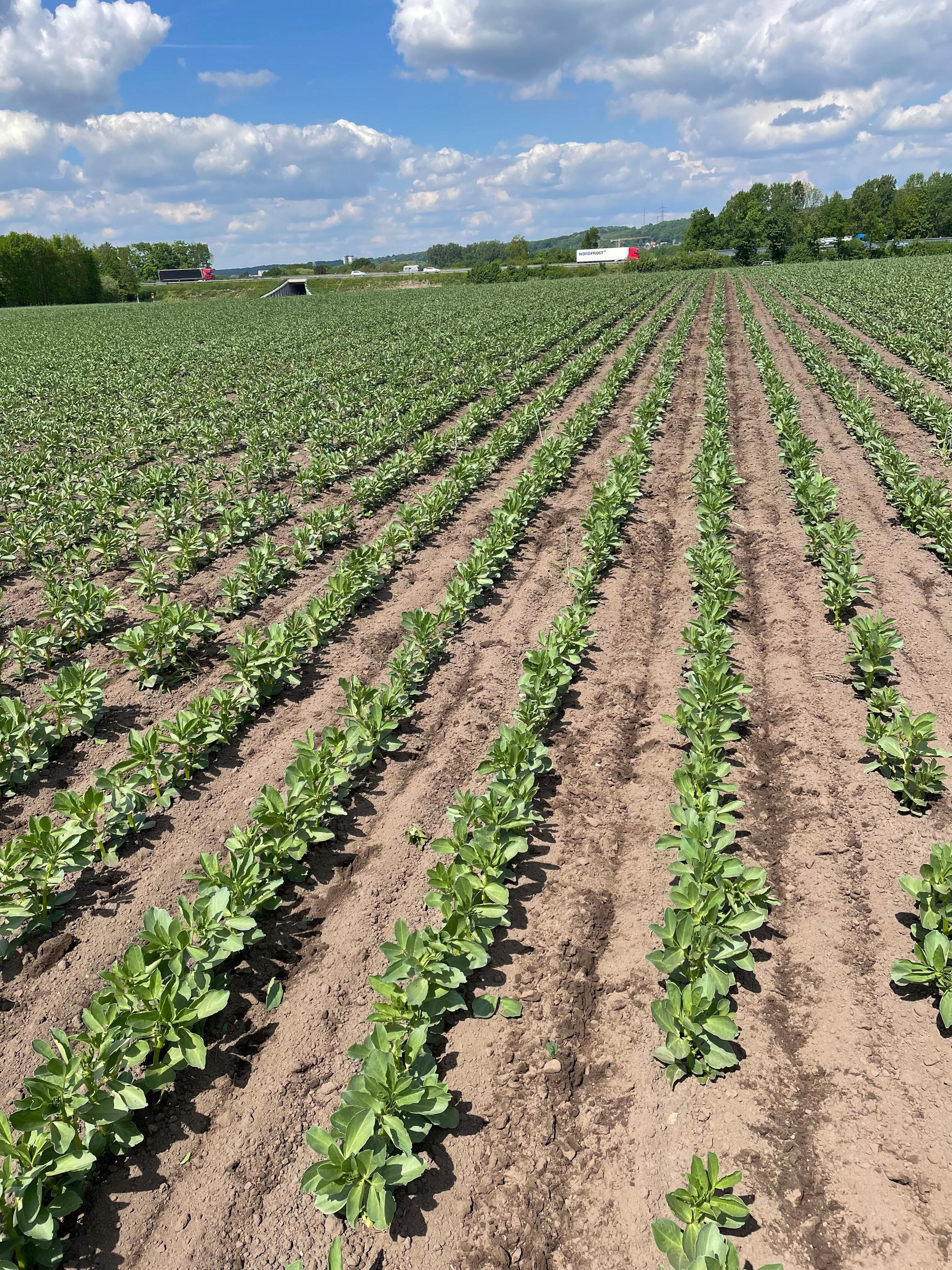 Field beans in the variant CRF 50 cm (BBCH 28 on 12.05.2022) 50cm row