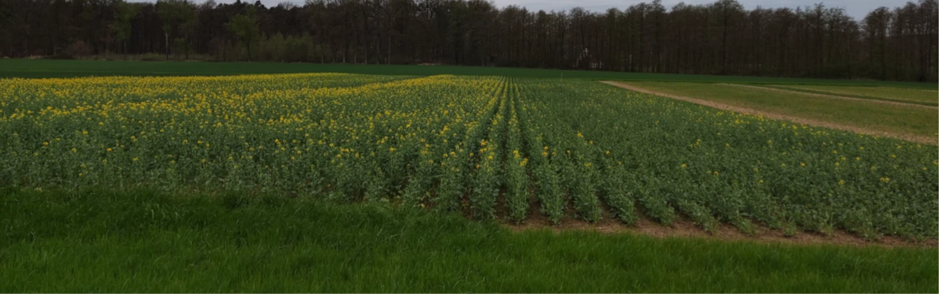 The weakened plants formed a large amount of side stems, and the flowering phase was subsequently extended to approx. eight weeks. nebentriebe