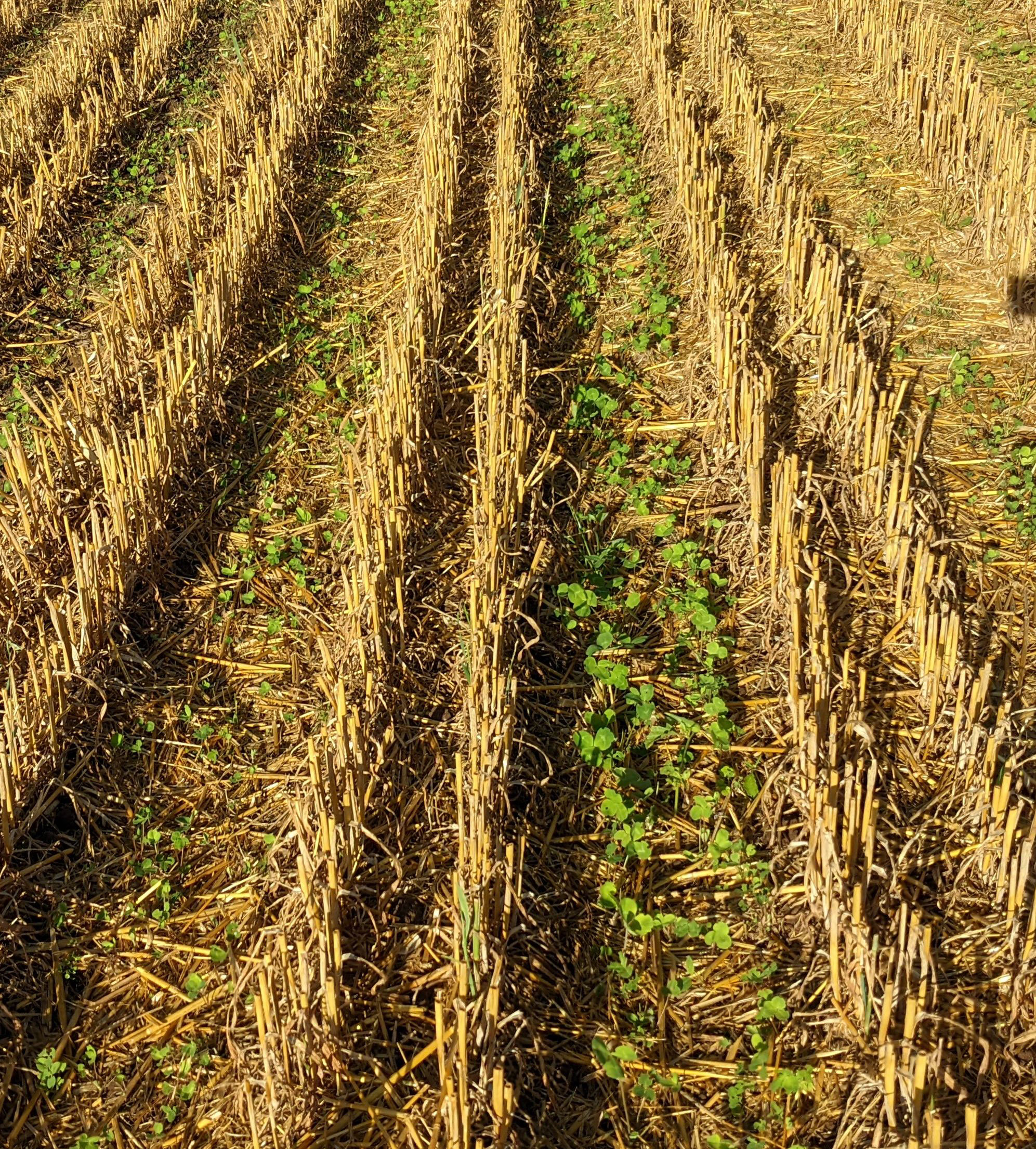 Oat stubble with 50 cm double row after hoeing machine and undersown crop (C) on 28th August 2022 PXL_20220803_062831985_1