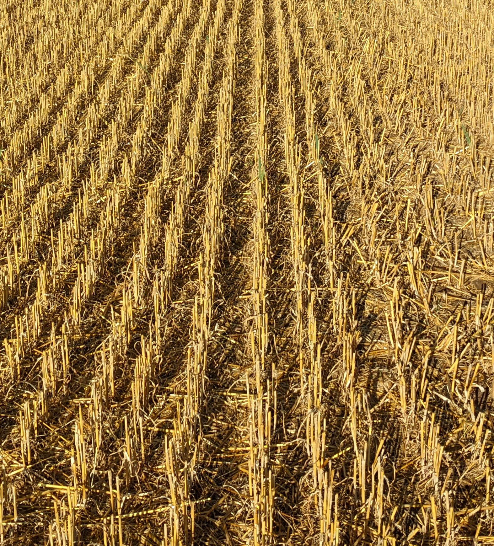 Oat stubble with 12.5 cm row width (A) on 28th August 2022 PXL_20220803_062605283_1