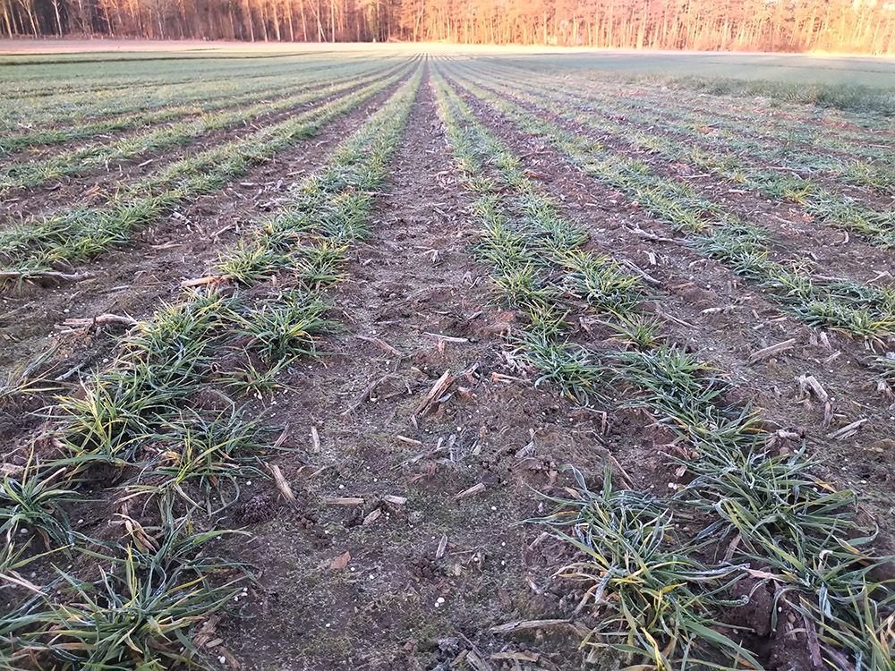 Winter barley in double rows on 5 March 2021 IMG_20210305_0735085