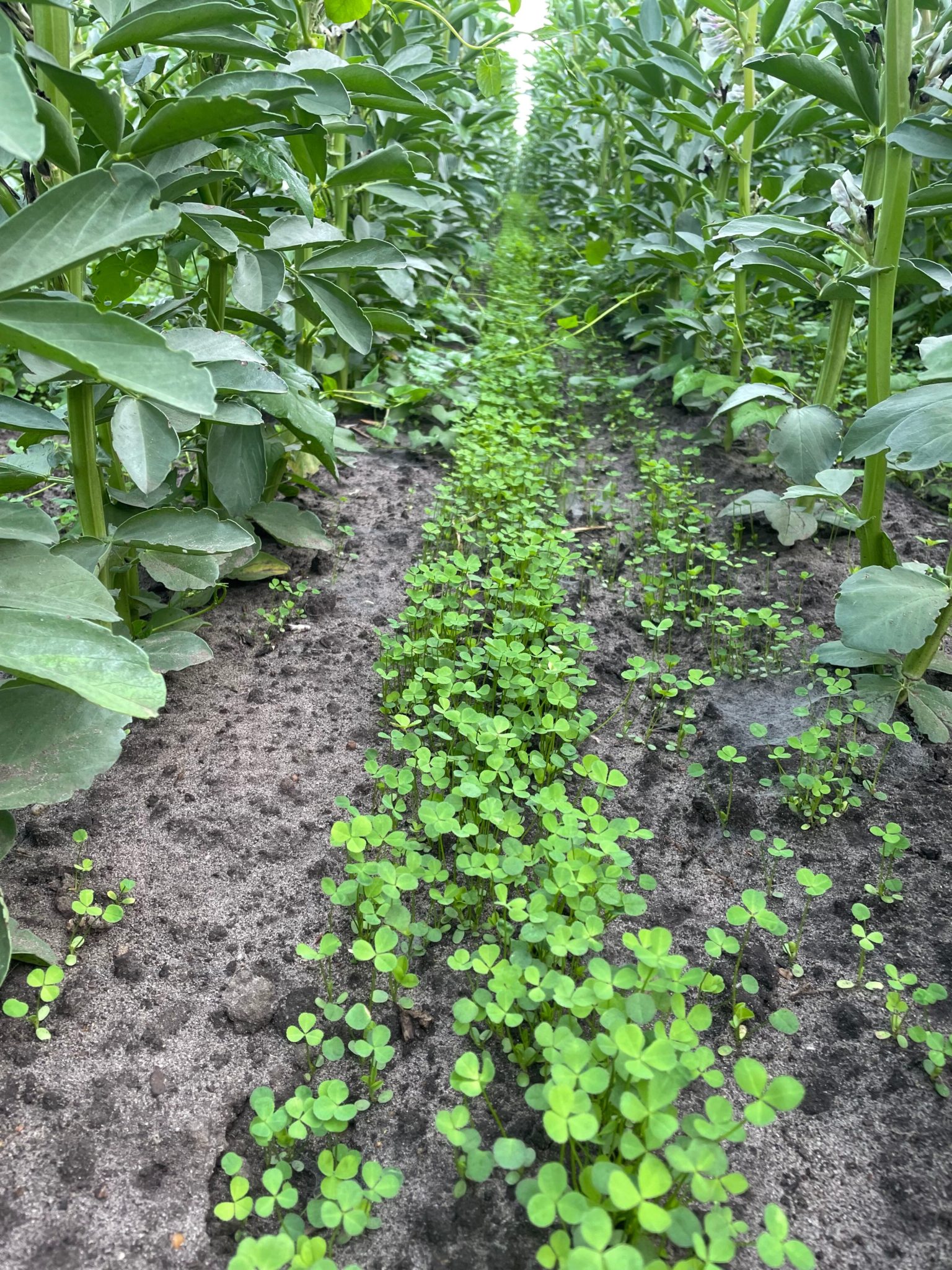 Development of the Persian clover four weeks after sowing (10.06.22) Bild-Untersaat-1536x2048