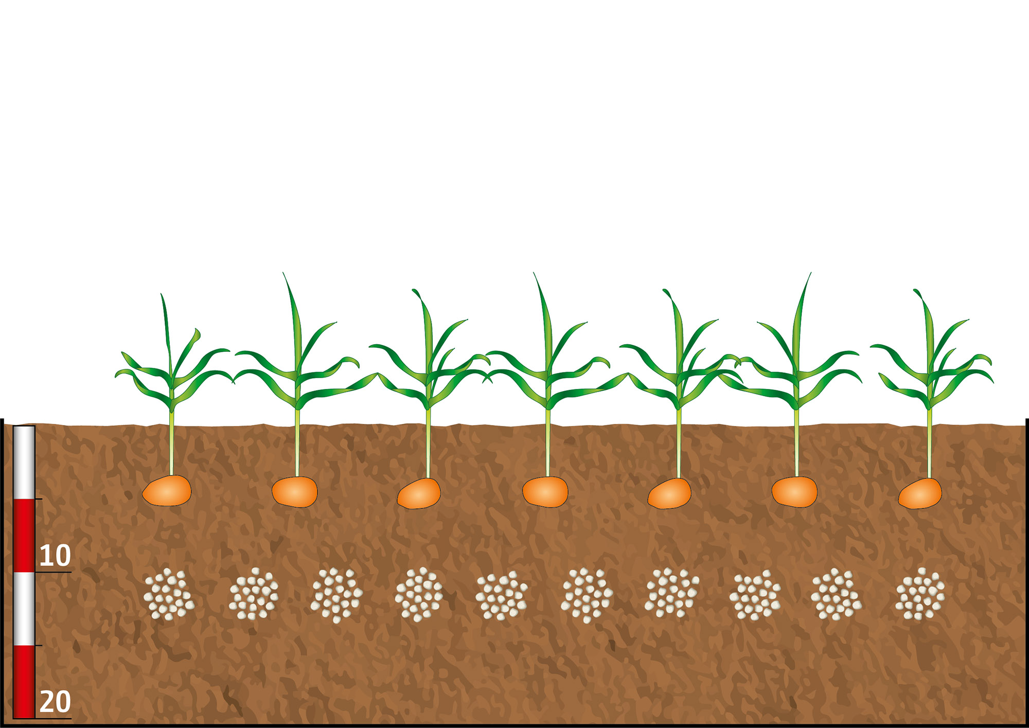 MultiSpot: the fertiliser is applied in many small doses, for example, in oil seed rape (© AMAZONE: Duengung_Einzelkorn_Fluessig_Granulat_d1_FertiSpot_Duenger_unter_Pflanze_Raps_d1_240712_GO.jpg) MultiSpot: Die Düngergabe erfolgt in vielen kleinen Gaben, Anwendung beispielsweise in Raps