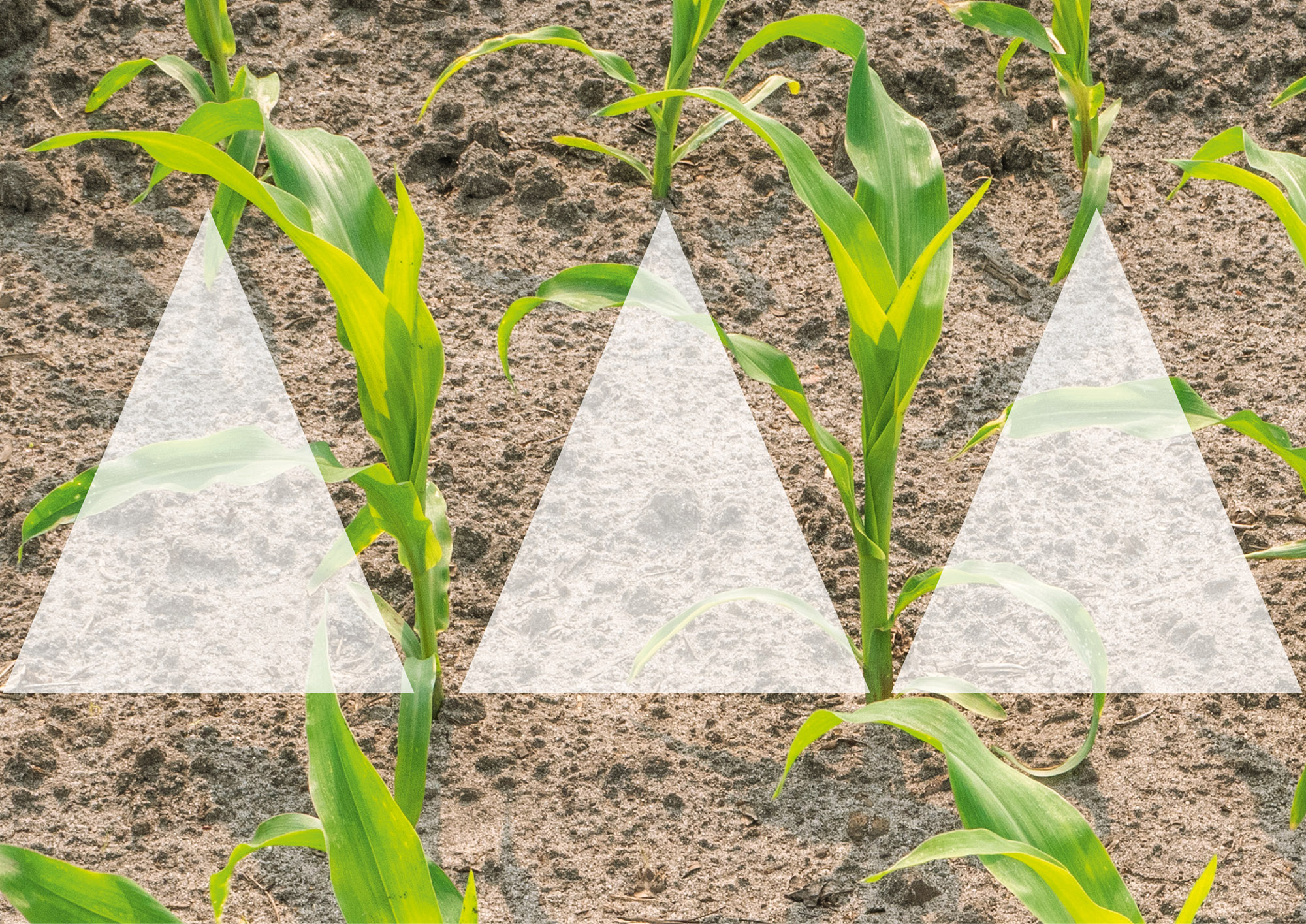 Siembra de maíz en disposición triangular: las plantas individuales están desplazadas entre sí en comparación con la hilera vecina (© AMAZONE: Feldaufgang_Maispflanzen_d0_cp_U6041470_d1_250814_GO.jpg) Maisablage im Dreiecksverband – die einzelnen Pflanzen stehen im Vergleich zu der Nachbarreihe versetzt zueinander