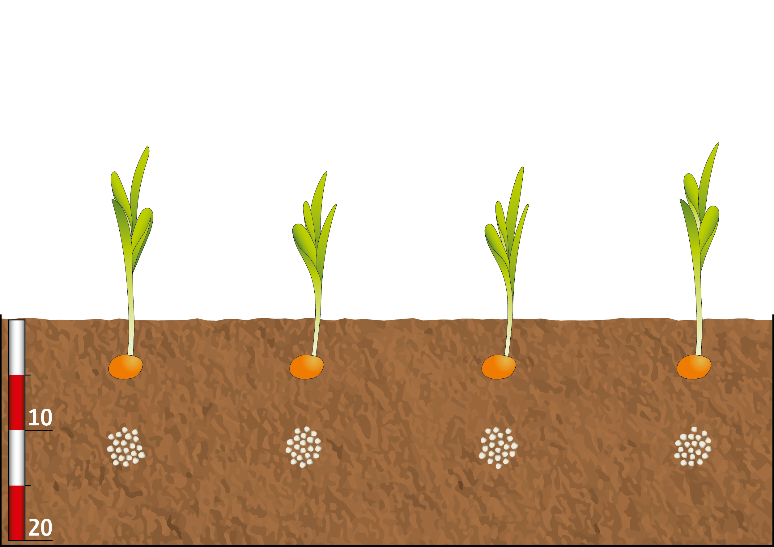 Application with FertiSpot: in maize directly under the seed, in sugar beet between the seeds (© AMAZONE: Duengung_Einzelkorn_Fluessig_Granulat_d1_FertiSpot_Duenger_unter_Pflanze_Mais_d1_240522_GO.jpg) Anwendung von FertiSpot: im Mais direkt unter das Korn, bei der Zuckerrübe zwischen die Kulturreihen