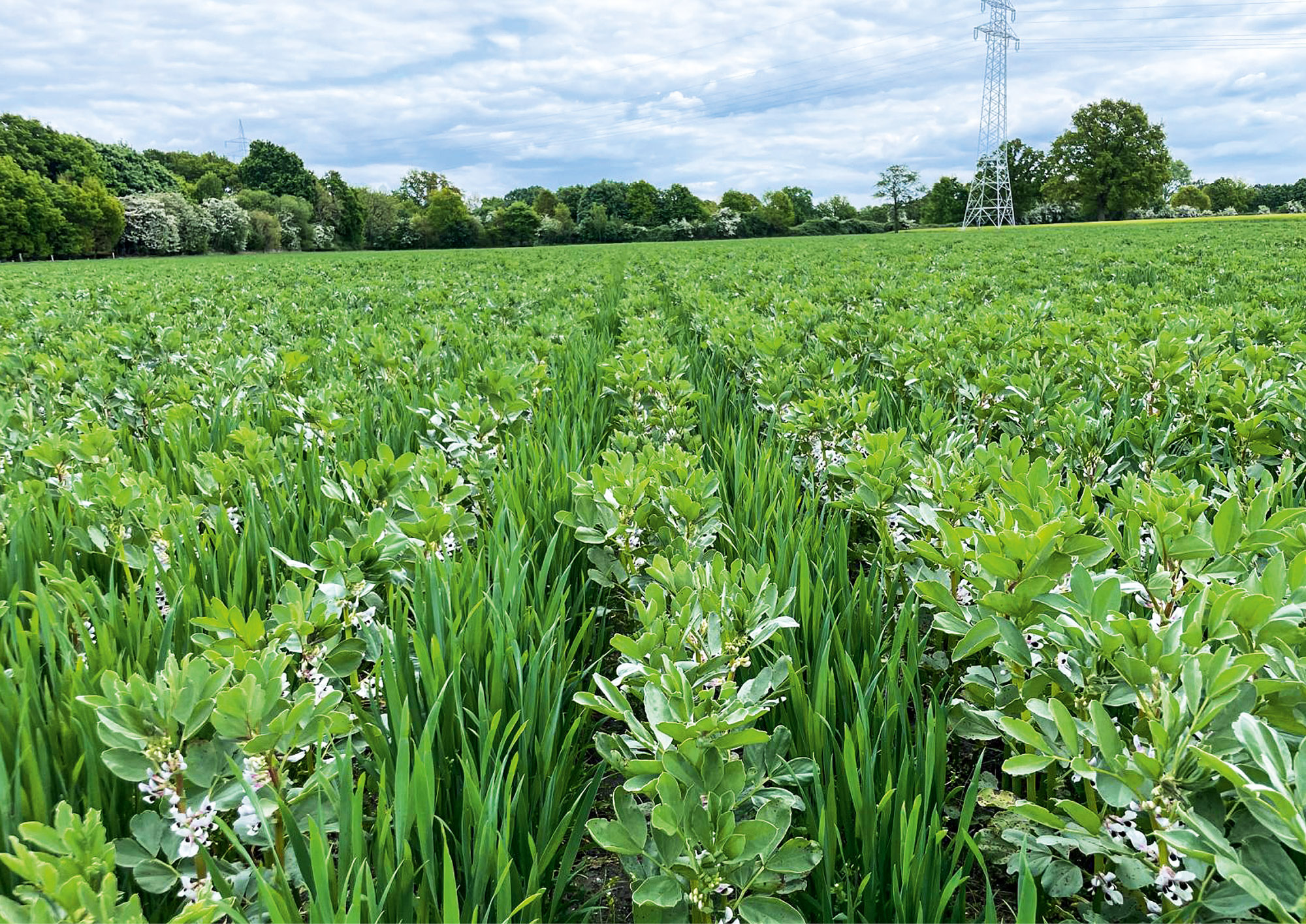 (© AMAZONE: Gemengesaat_Frühjahr_d1_250814_GO.jpg) Gemengesaat aus Winterackerbohne und Winterweizen mit der CRF-Precea 2
