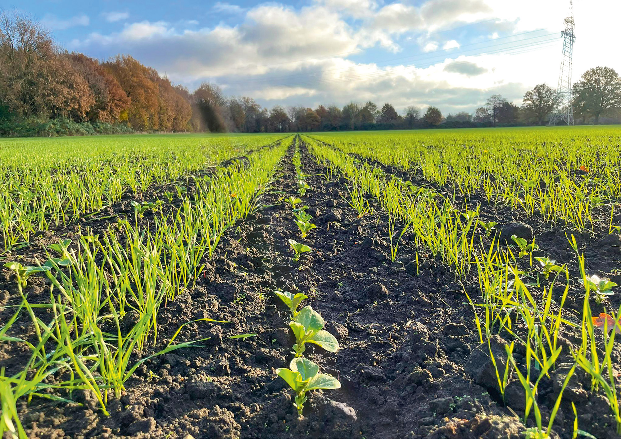 Intercropping of winter field beans and winter wheat with the CRF-Precea (© AMAZONE: Gemengesaat_Herbst_d1_250814_GO.jpg) Gemengesaat aus Winterackerbohne und Winterweizen mit der CRF-Precea