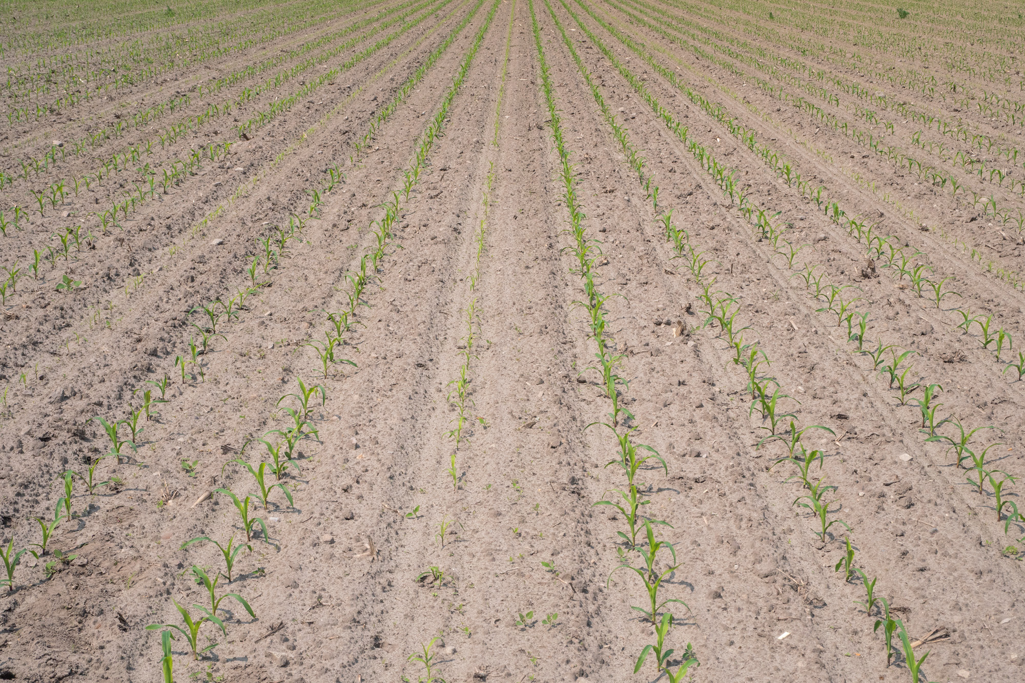(© AMAZONE: Feldaufgang_Maispflanzen_d0_cp_U6041524_d1_250821_CMS.jpg)