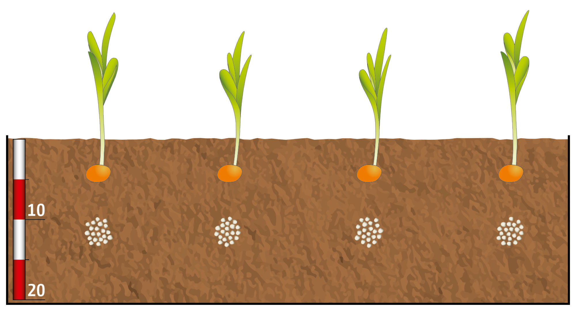 (© AMAZONE: Duengung_Einzelkorn_Fluessig_Granulat_d1_FertiSpot_Duenger_unter_Pflanze_Mais_d1_240522_CMS.jpg)