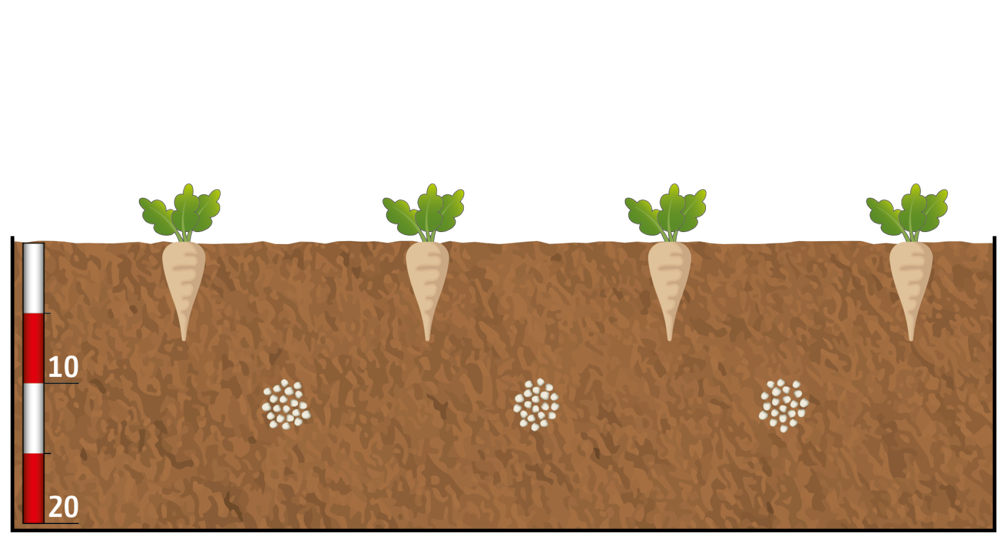 (© AMAZONE: Duengung_Einzelkorn_Fluessig_Granulat_d1_FertiSpot_Duenger_zwischen_Pflanze_Rueben_d1_240522_CMS.jpg)