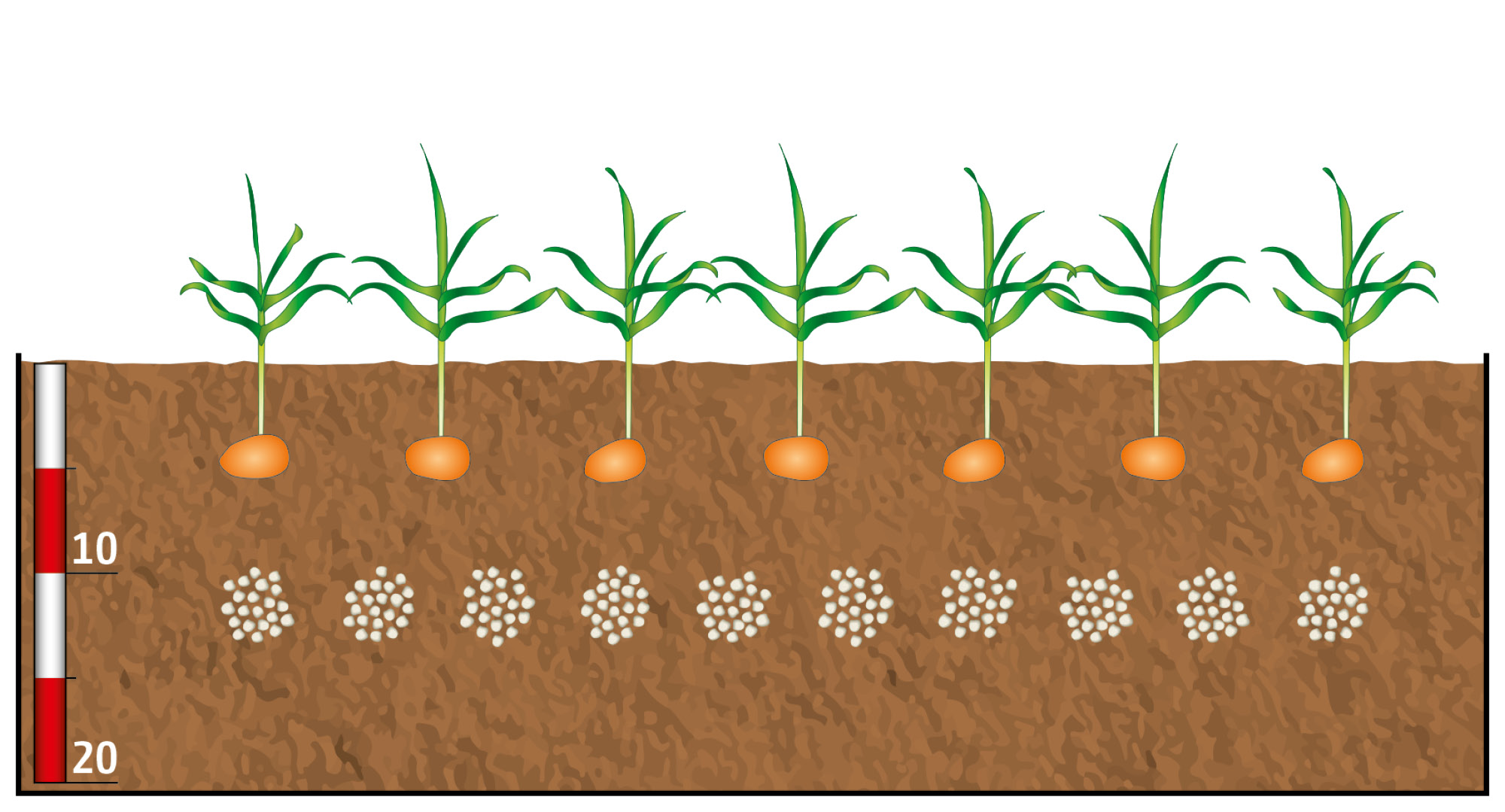 (© AMAZONE: Duengung_Einzelkorn_Fluessig_Granulat_d1_FertiSpot_Duenger_unter_Pflanze_Raps_d1_240712_CMS.jpg)