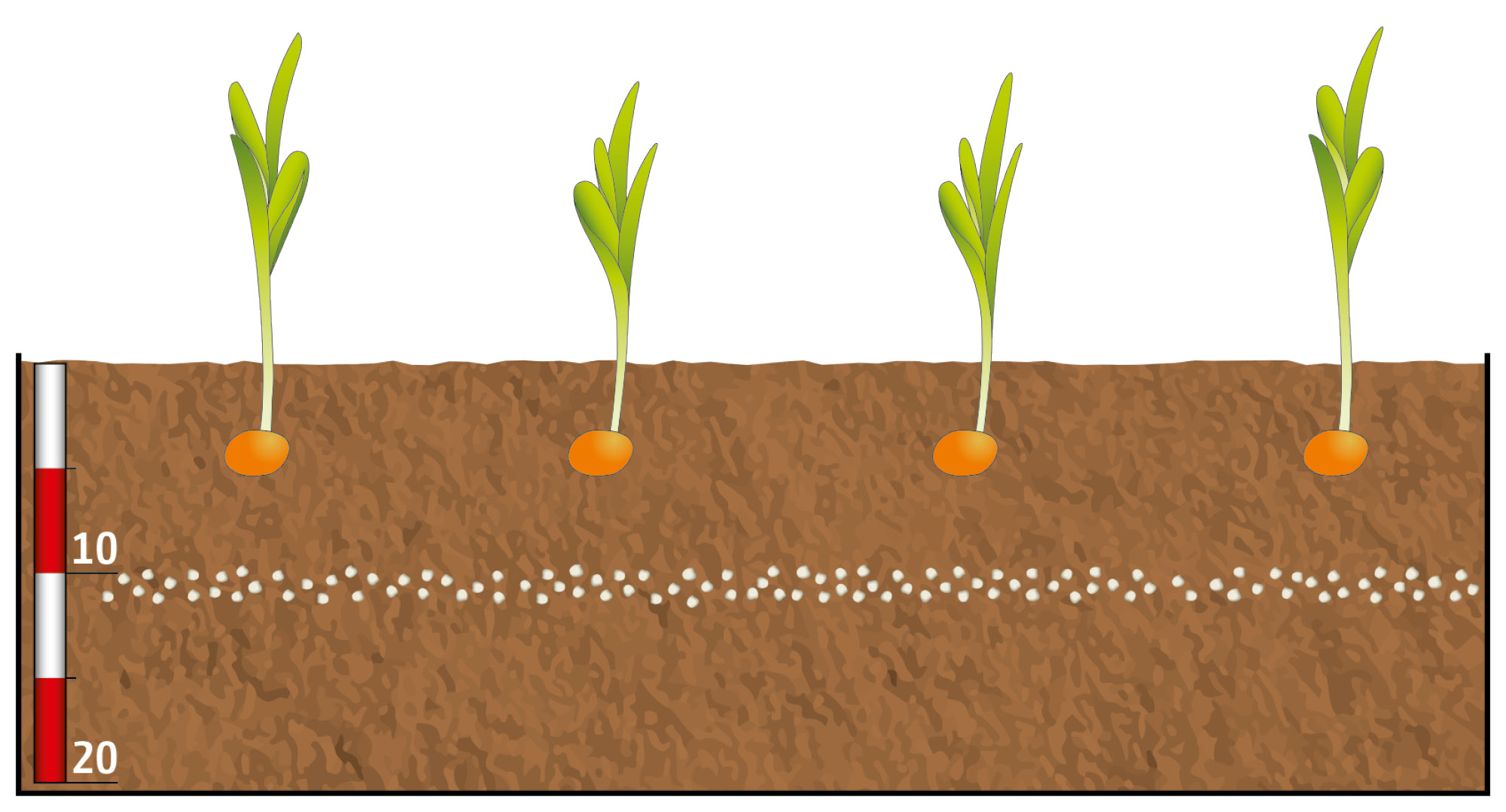 (© AMAZONE: Duengung_Einzelkorn_Fluessig_Granulat_d1_FertiSpot_Duenger_durchgehend_unter_Pflanze_Mais_d1_240712_CMS.jpg)