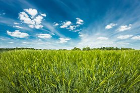 Pflanzenbautag_Huntlosen_2013_d0_kw_6722